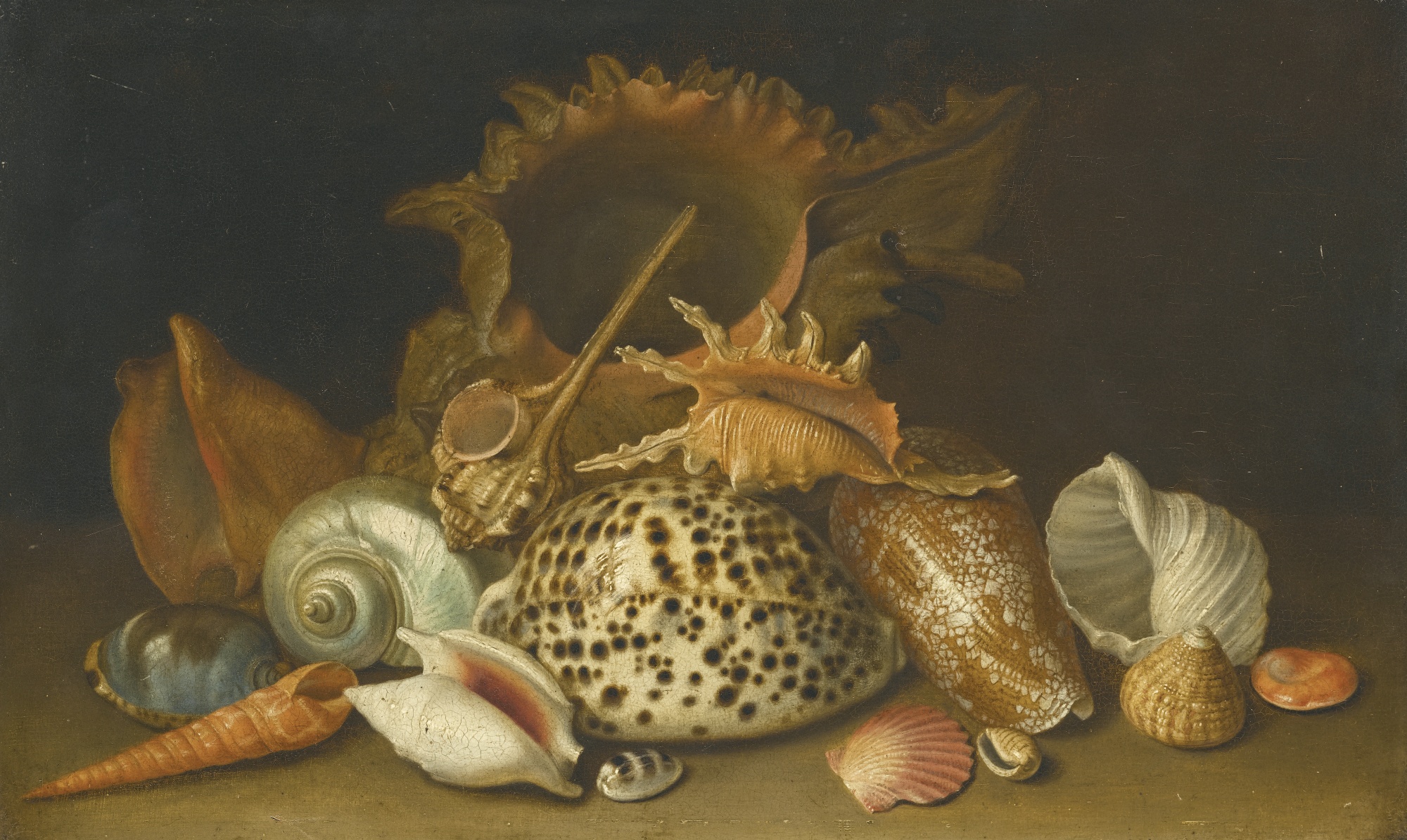 Antoine Berjon seashells