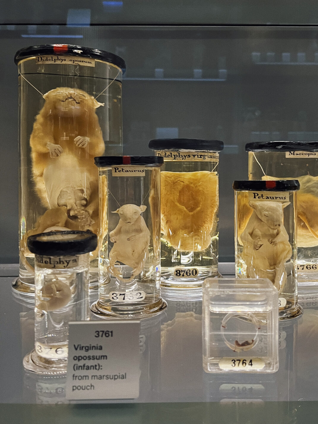hunterian museum